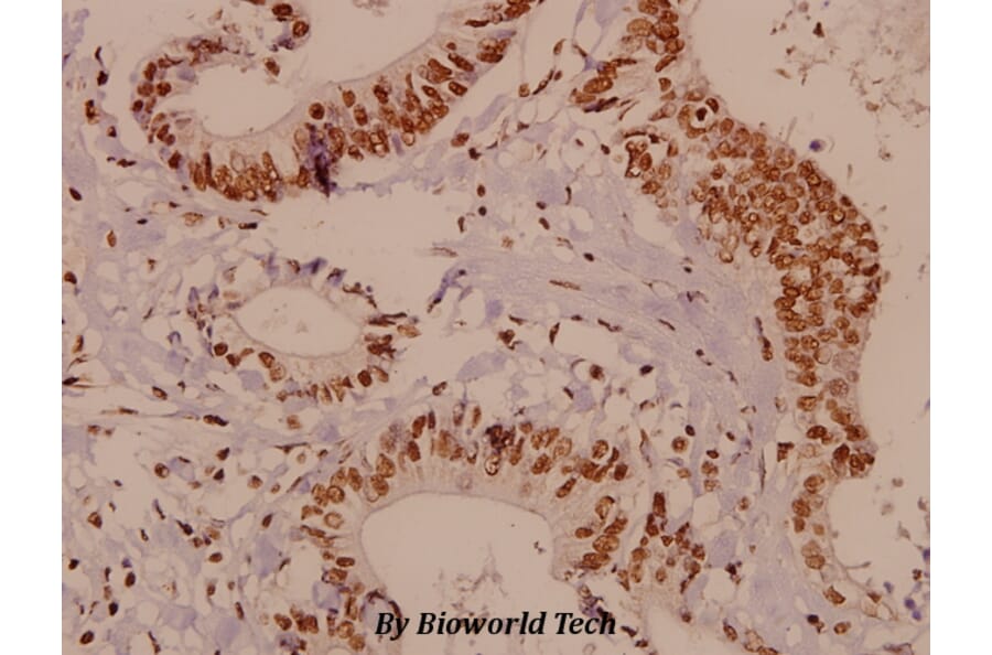 Anti-HES-6 (A6) Antibody from Bioworld Technology (BS2344) - Antibodies.com