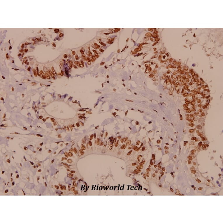 Anti-HES-6 (A6) Antibody from Bioworld Technology (BS2344) - Antibodies.com