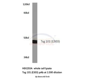 Anti-Tsg 101 (E303) Antibody from Bioworld Technology (BS2347) - Antibodies.com