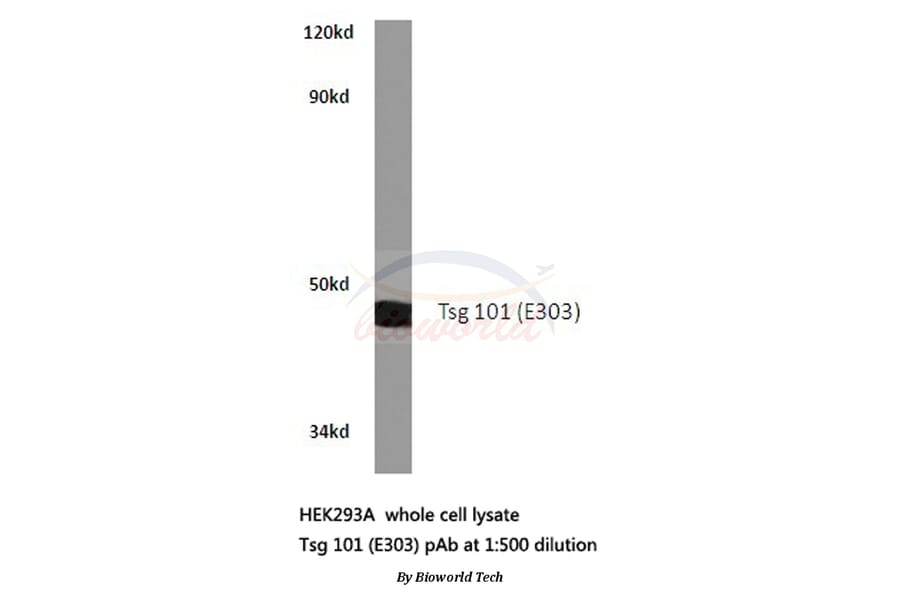 Anti-Tsg 101 (E303) Antibody from Bioworld Technology (BS2347) - Antibodies.com