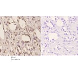 Anti-Tsg 101 (E303) Antibody from Bioworld Technology (BS2347) - Antibodies.com