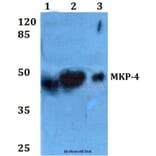 Anti-MKP-4 (A174) Antibody from Bioworld Technology (BS2348) - Antibodies.com