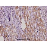 Anti-MKP-4 (A174) Antibody from Bioworld Technology (BS2348) - Antibodies.com