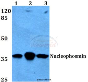 Anti-Nucleophosmin (E22) Antibody from Bioworld Technology (BS2353) - Antibodies.com