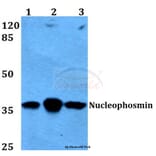 Anti-Nucleophosmin (E22) Antibody from Bioworld Technology (BS2353) - Antibodies.com