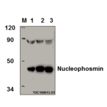 Anti-Nucleophosmin (E22) Antibody from Bioworld Technology (BS2353) - Antibodies.com