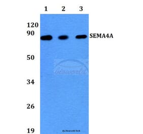 Anti-SEMA4A (N532) Antibody from Bioworld Technology (BS2363) - Antibodies.com