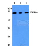 Anti-SEMA4A (N532) Antibody from Bioworld Technology (BS2363) - Antibodies.com