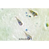 Anti-SEMA4A (N532) Antibody from Bioworld Technology (BS2363) - Antibodies.com