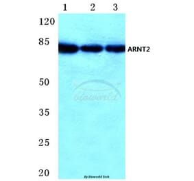 Anti-ARNT2 (M50) Antibody from Bioworld Technology (BS2365) - Antibodies.com