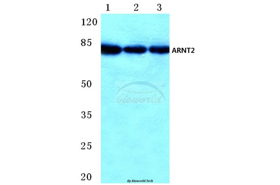 Anti-ARNT2 (M50) Antibody from Bioworld Technology (BS2365) - Antibodies.com