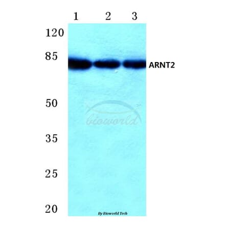 Anti-ARNT2 (M50) Antibody from Bioworld Technology (BS2365) - Antibodies.com