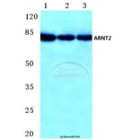 Anti-ARNT2 (M50) Antibody from Bioworld Technology (BS2365) - Antibodies.com