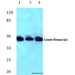 Anti-Casein Kinase Iγ1 (H3) Antibody from Bioworld Technology (BS2366) - Antibodies.com
