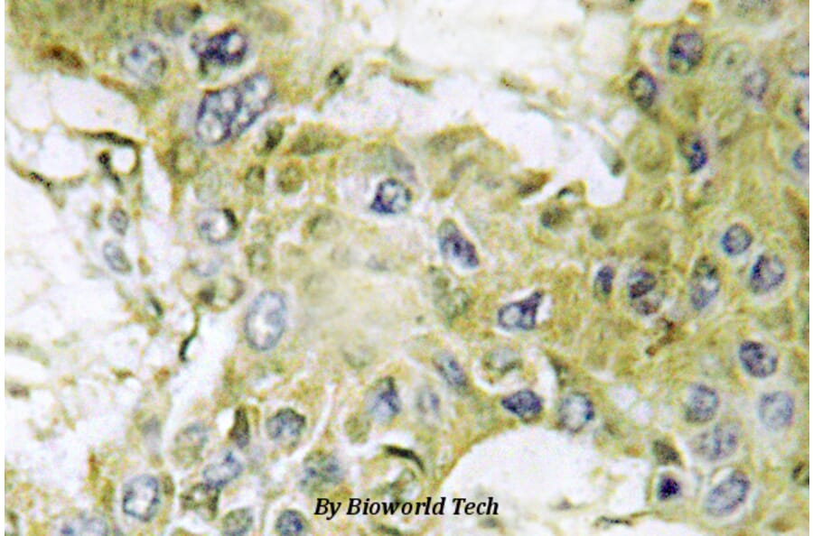 Anti-Casein Kinase Iγ1 (H3) Antibody from Bioworld Technology (BS2366) - Antibodies.com