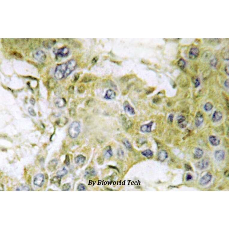 Anti-Casein Kinase Iγ1 (H3) Antibody from Bioworld Technology (BS2366) - Antibodies.com