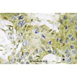 Anti-Casein Kinase Iγ1 (H3) Antibody from Bioworld Technology (BS2366) - Antibodies.com