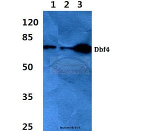 Anti-Dbf4 (I18) Antibody from Bioworld Technology (BS2372) - Antibodies.com