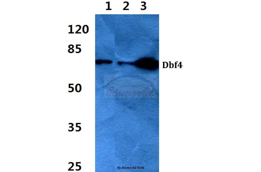 Anti-Dbf4 (I18) Antibody from Bioworld Technology (BS2372) - Antibodies.com
