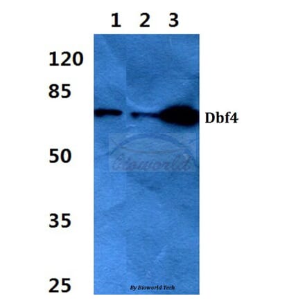 Anti-Dbf4 (I18) Antibody from Bioworld Technology (BS2372) - Antibodies.com