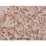 Anti-ChoKB (E324) Antibody from Bioworld Technology (BS2377) - Antibodies.com