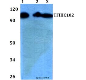 Anti-TFIIIC102 (E131) Antibody from Bioworld Technology (BS2381) - Antibodies.com