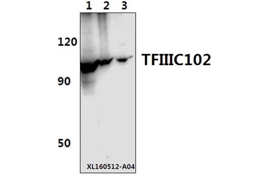Anti-TFIIIC102 (E131) Antibody from Bioworld Technology (BS2381) - Antibodies.com