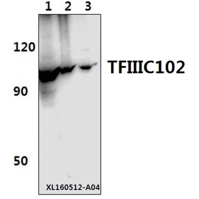 Anti-TFIIIC102 (E131) Antibody from Bioworld Technology (BS2381) - Antibodies.com
