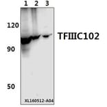 Anti-TFIIIC102 (E131) Antibody from Bioworld Technology (BS2381) - Antibodies.com