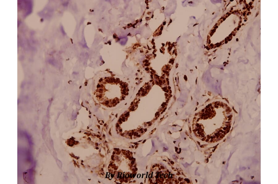 Anti-TFIIIC102 (E131) Antibody from Bioworld Technology (BS2381) - Antibodies.com