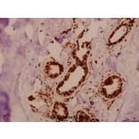 Anti-TFIIIC102 (E131) Antibody from Bioworld Technology (BS2381) - Antibodies.com