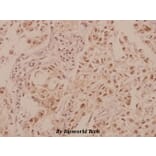 Anti-MRCKβ (F1665) Antibody from Bioworld Technology (BS2382) - Antibodies.com