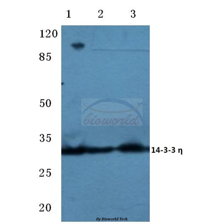 Anti-14-3-3 η (K81) Antibody from Bioworld Technology (BS2384) - Antibodies.com