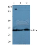 Anti-14-3-3 η (K81) Antibody from Bioworld Technology (BS2384) - Antibodies.com