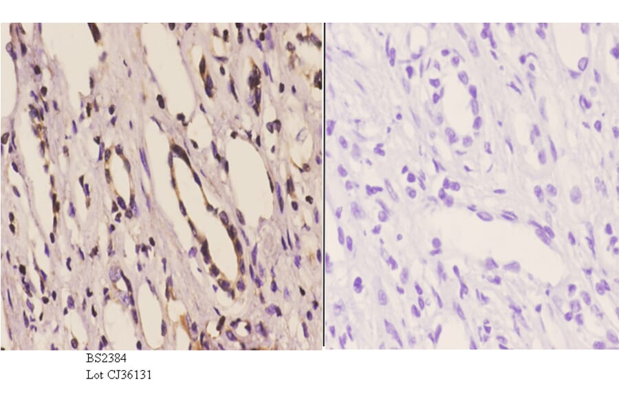 Anti-14-3-3 η (K81) Antibody from Bioworld Technology (BS2384) - Antibodies.com