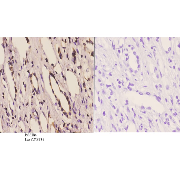 Anti-14-3-3 η (K81) Antibody from Bioworld Technology (BS2384) - Antibodies.com