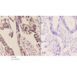 Anti-14-3-3 η (K81) Antibody from Bioworld Technology (BS2384) - Antibodies.com