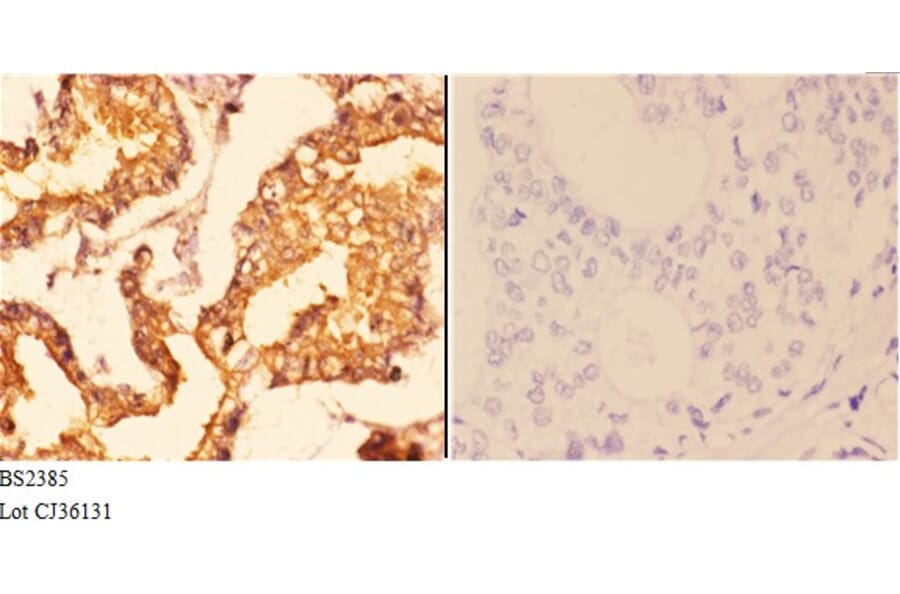 Anti-14-3-3 ζ (A79) Antibody from Bioworld Technology (BS2385) - Antibodies.com