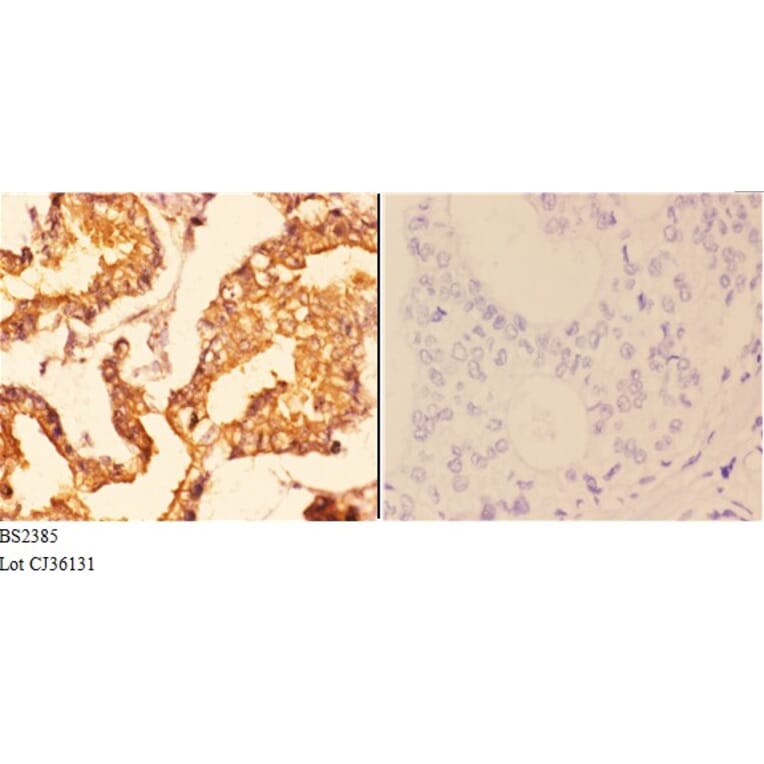Anti-14-3-3 ζ (A79) Antibody from Bioworld Technology (BS2385) - Antibodies.com