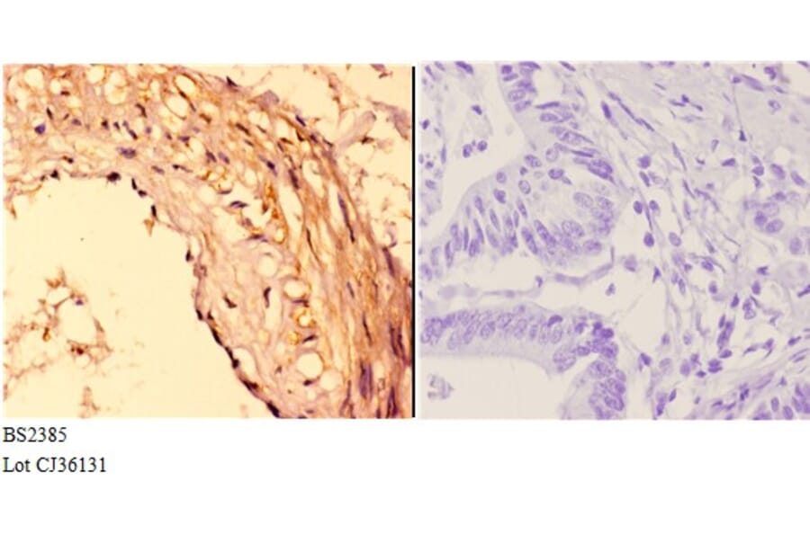 Anti-14-3-3 ζ (A79) Antibody from Bioworld Technology (BS2385) - Antibodies.com