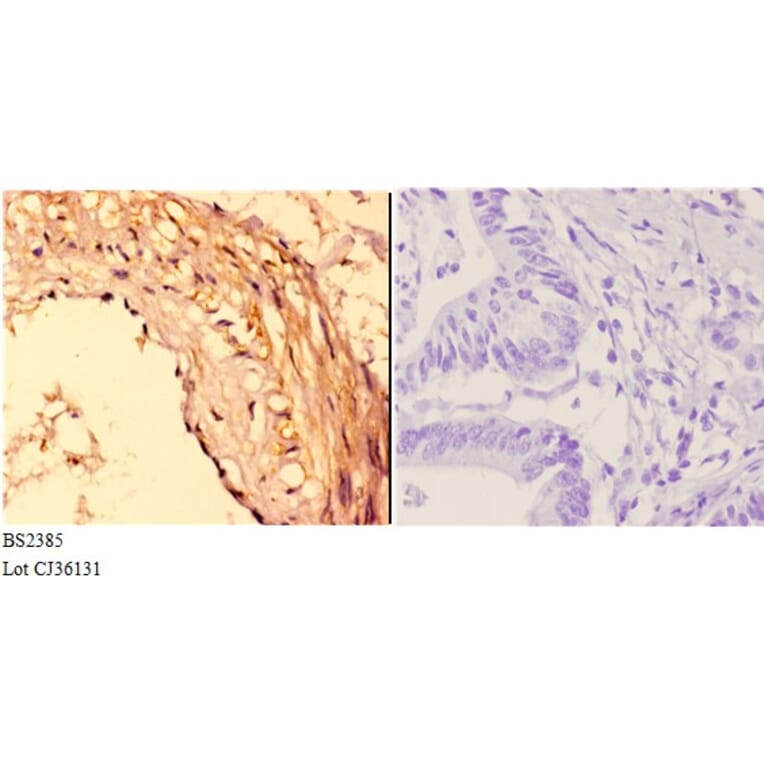 Anti-14-3-3 ζ (A79) Antibody from Bioworld Technology (BS2385) - Antibodies.com
