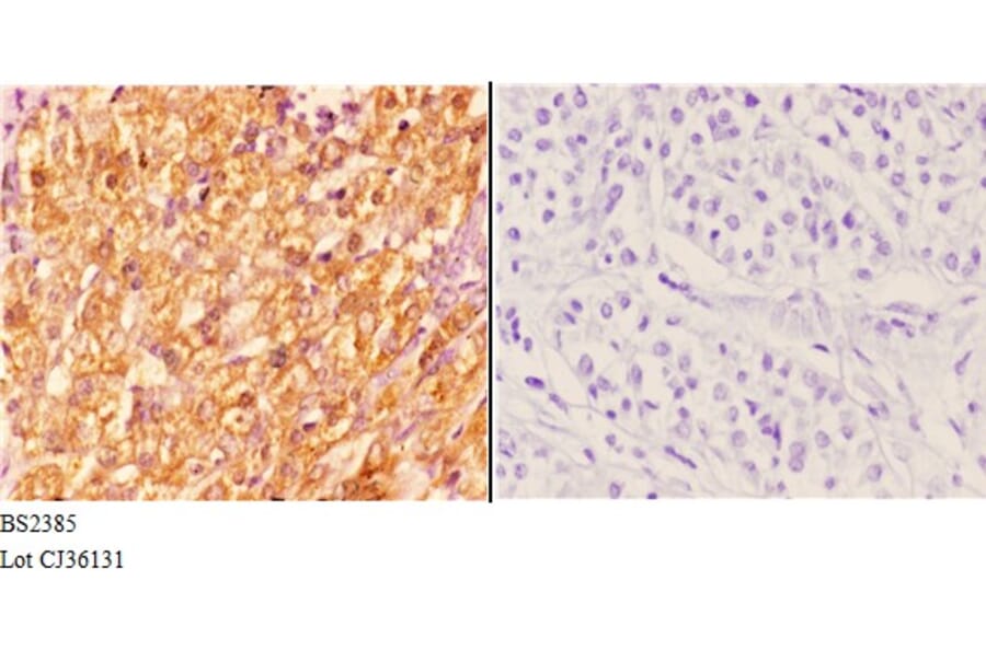 Anti-14-3-3 ζ (A79) Antibody from Bioworld Technology (BS2385) - Antibodies.com