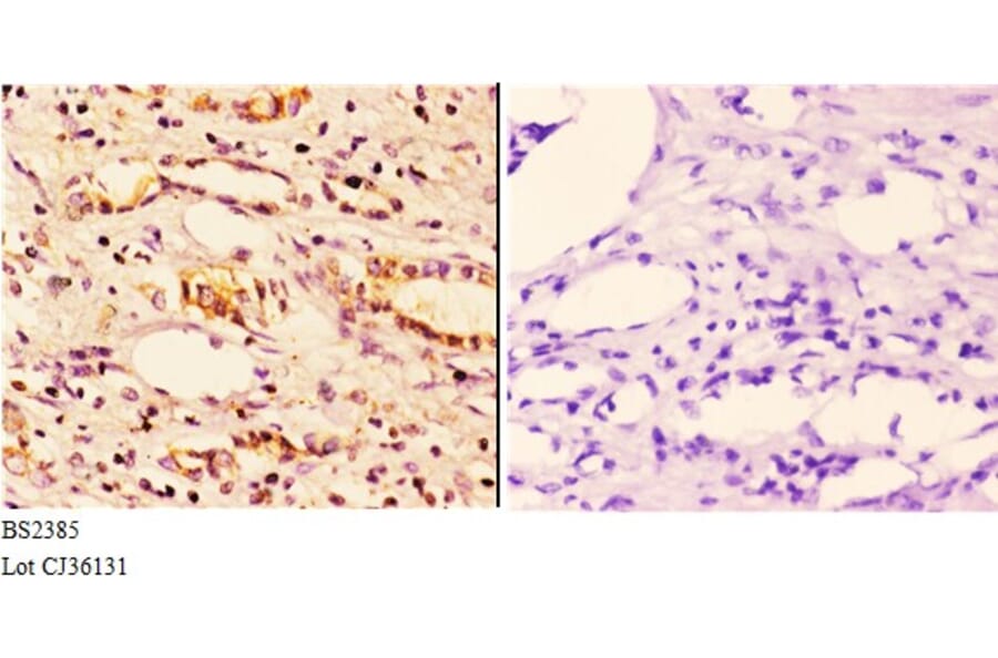 Anti-14-3-3 ζ (A79) Antibody from Bioworld Technology (BS2385) - Antibodies.com