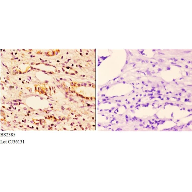 Anti-14-3-3 ζ (A79) Antibody from Bioworld Technology (BS2385) - Antibodies.com