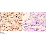 Anti-14-3-3 ζ (A79) Antibody from Bioworld Technology (BS2385) - Antibodies.com