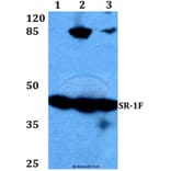 Anti-SR-1F (T126) Antibody from Bioworld Technology (BS2387) - Antibodies.com
