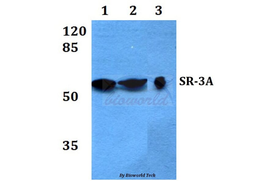Anti-SR-3A (W190) Antibody from Bioworld Technology (BS2389) - Antibodies.com