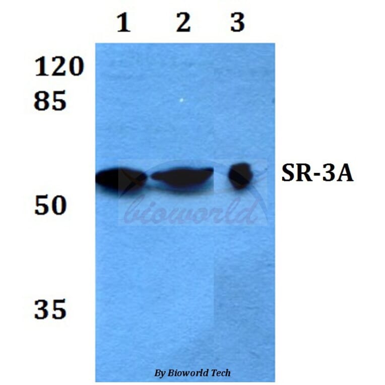 Anti-SR-3A (W190) Antibody from Bioworld Technology (BS2389) - Antibodies.com