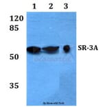 Anti-SR-3A (W190) Antibody from Bioworld Technology (BS2389) - Antibodies.com