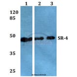 Anti-SR-4 (D47) Antibody from Bioworld Technology (BS2390) - Antibodies.com